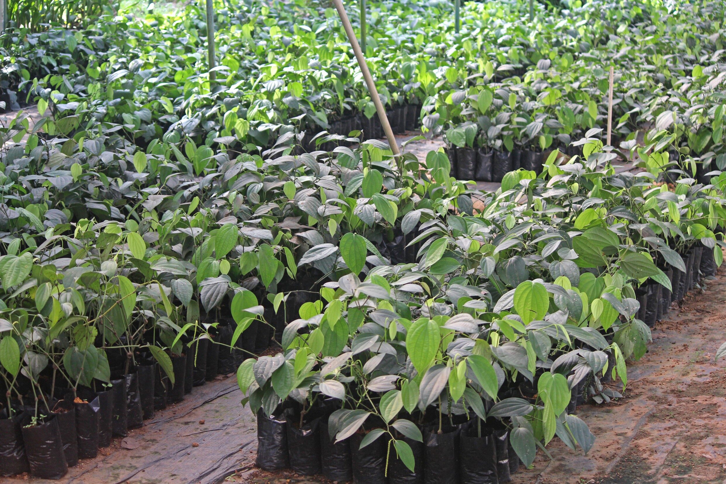 Bush Pepper