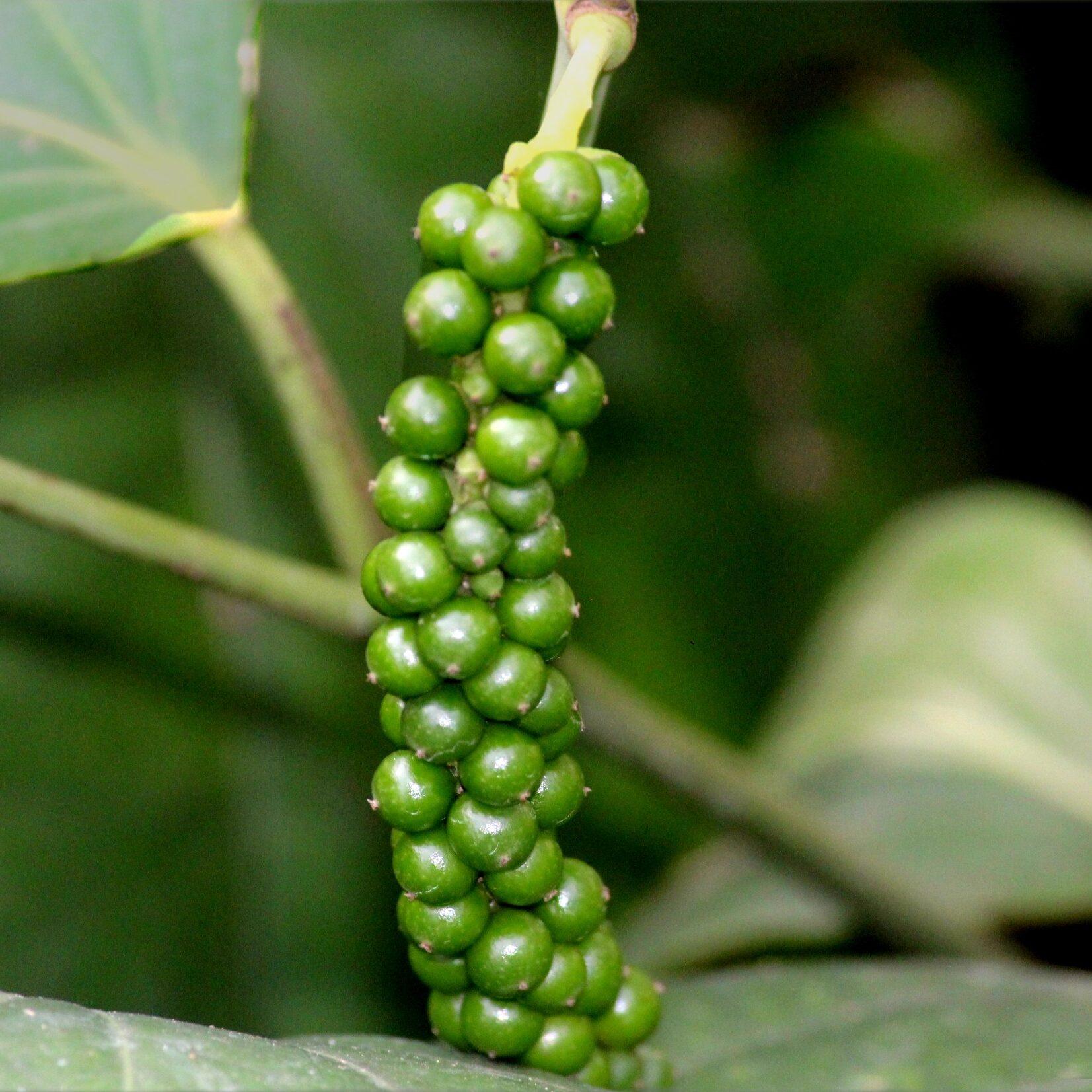 Bush Pepper