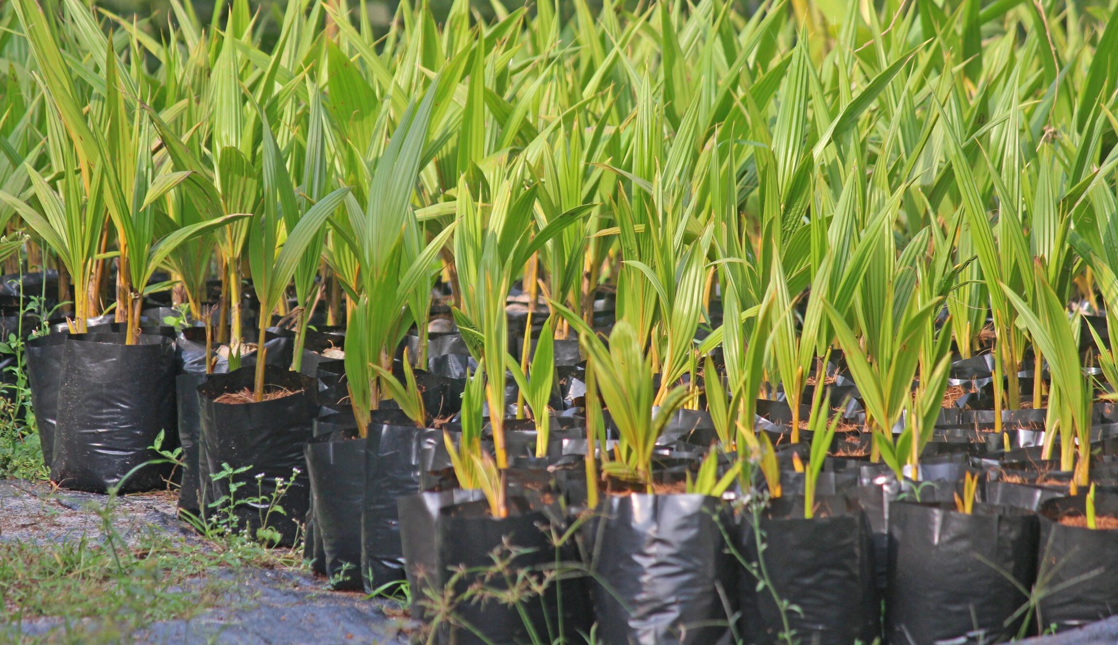 Coconut Saplings