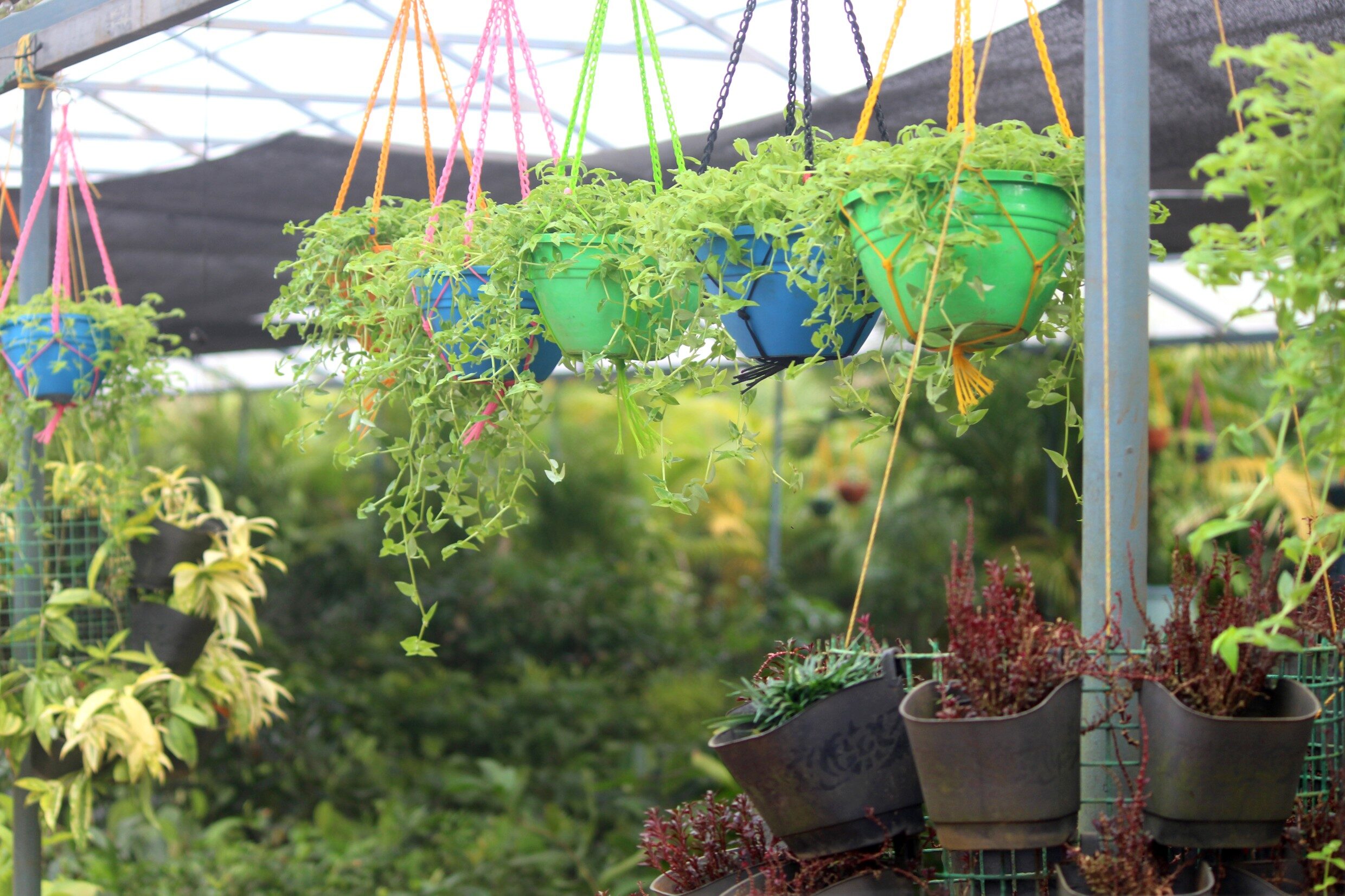Hanging plants