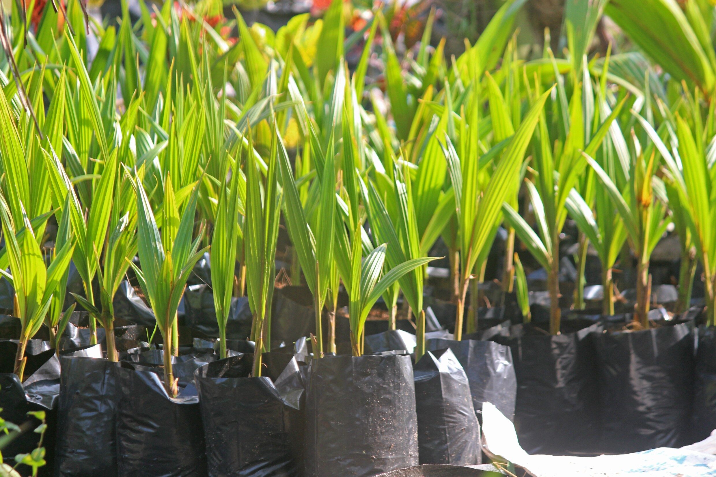 Coconut Saplings