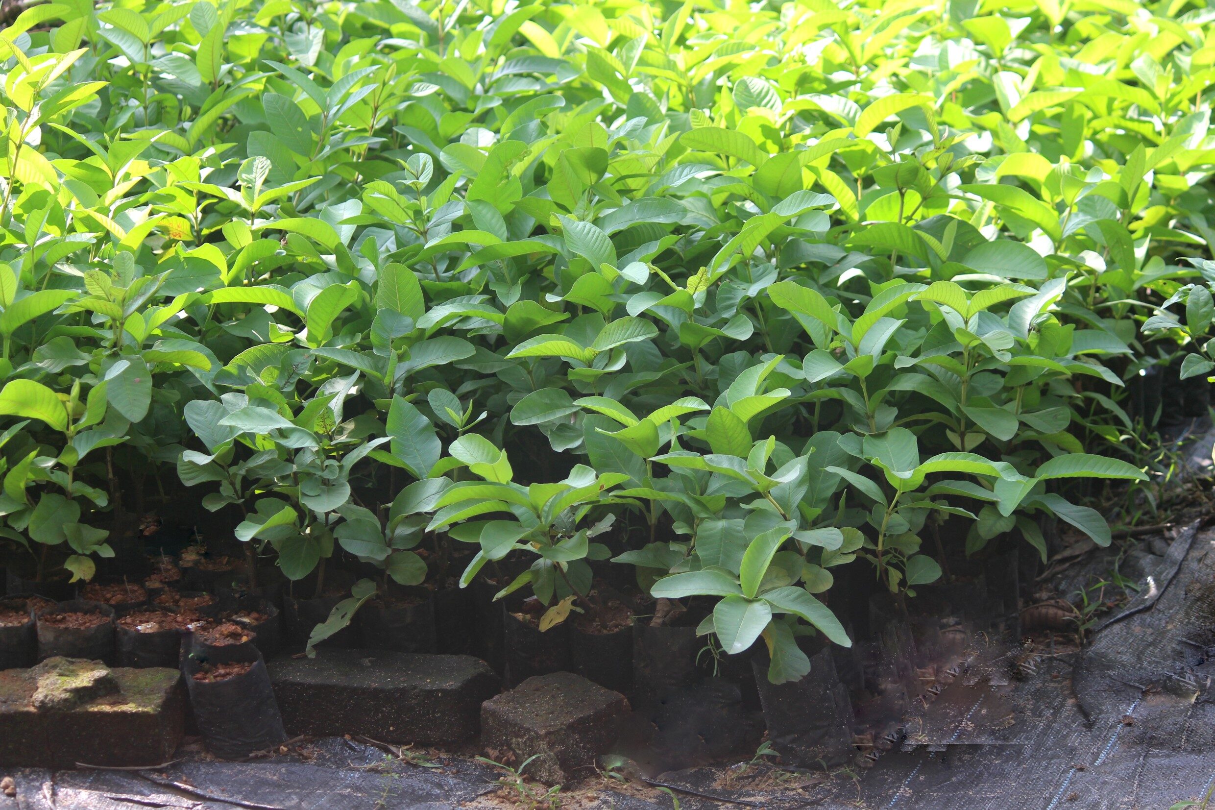Guava plant