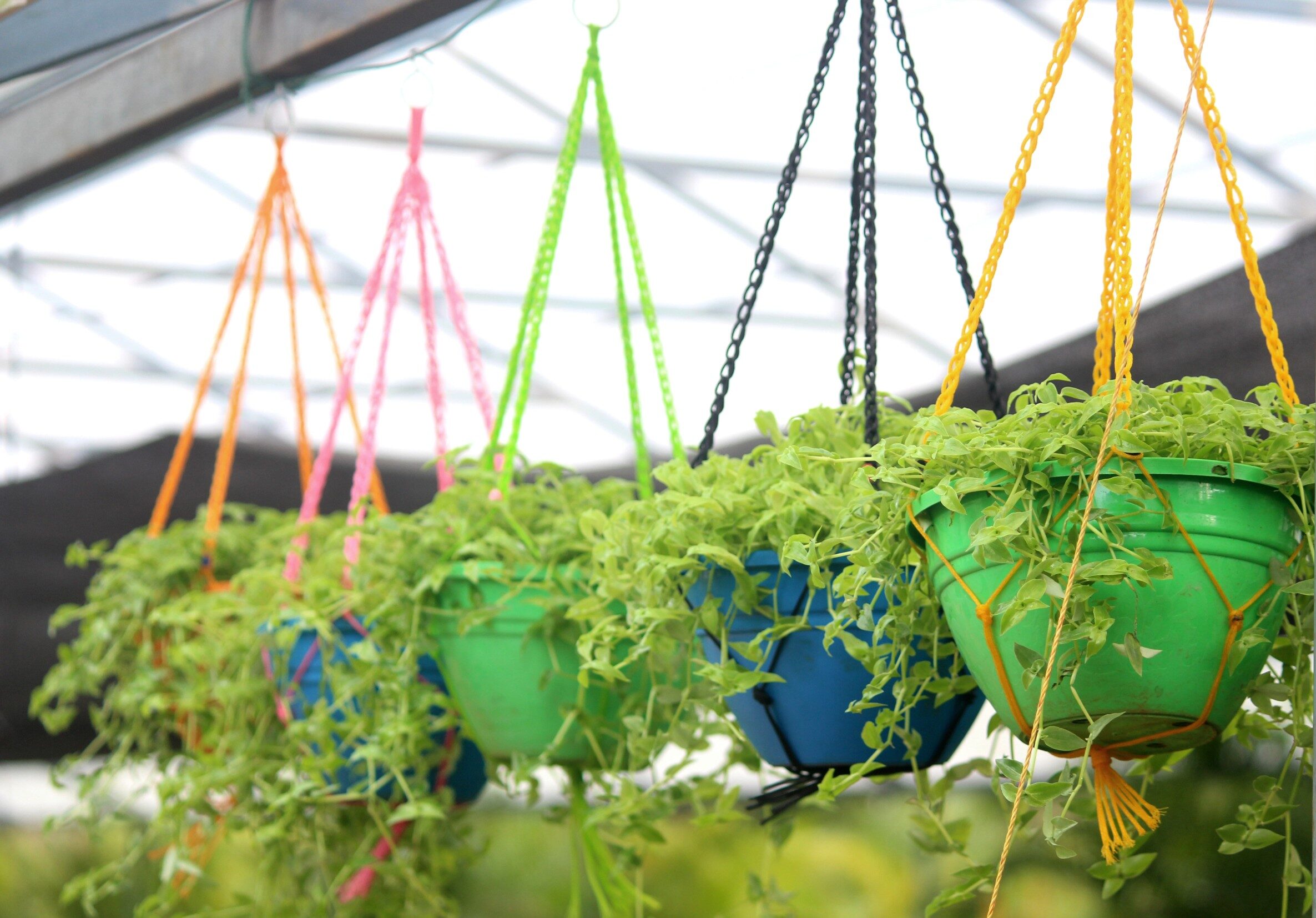 Hanging plants