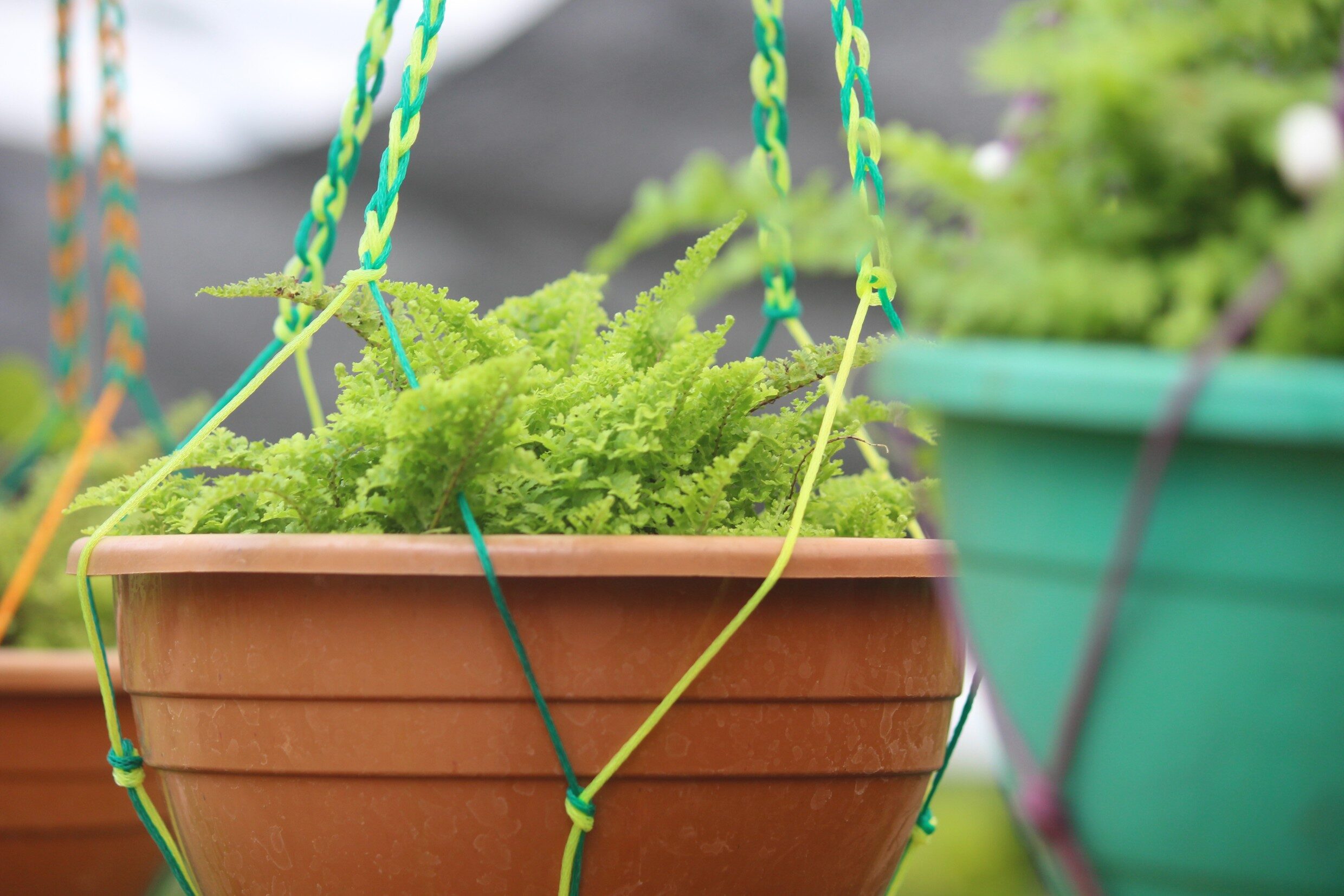 Hanging plants