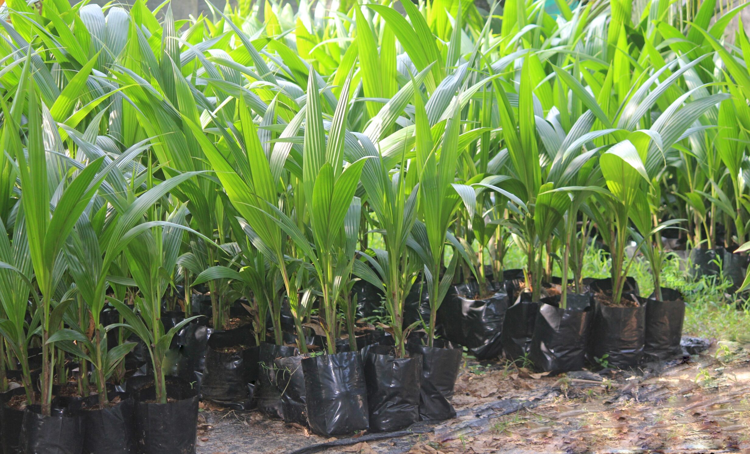 Coconut saplings
